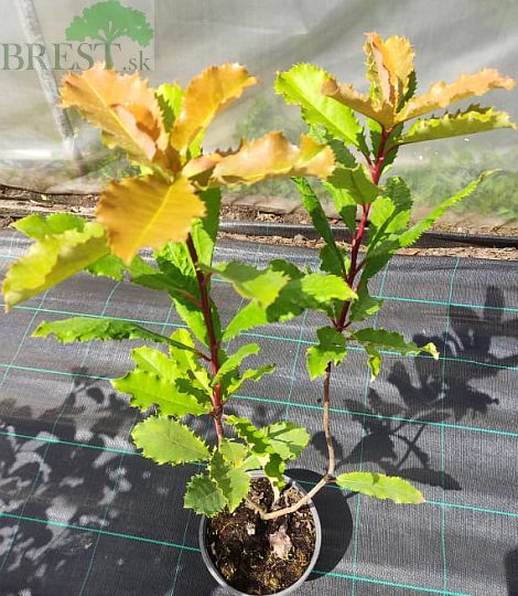 Photinia 'Crunchy'